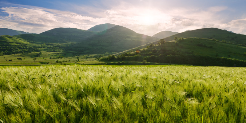 a barley field and green hills