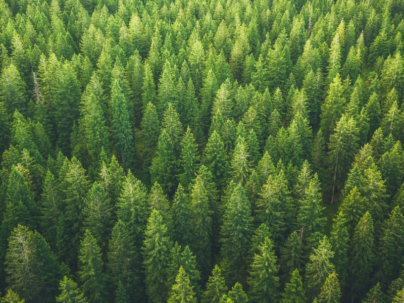 an evergreen forest